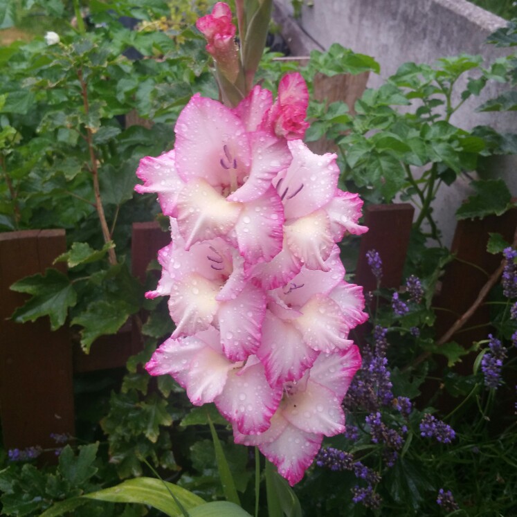 Gladioli 'Priscilla' (Large-flowered)