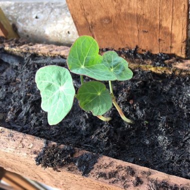 Nasturtium