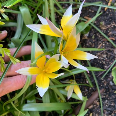 Tulipa tarda