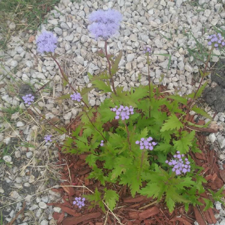 Plant image Ageratum houstonianum 'Blue Mink'