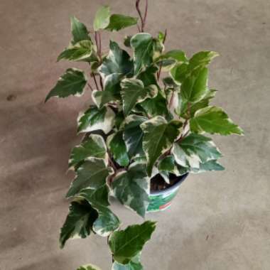 Hedera Canariensis 'Variegata'