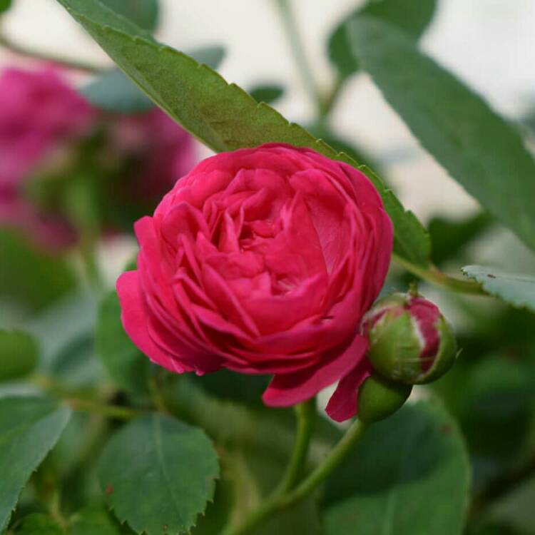 Plant image Rosa rugosa 'John Cabot'