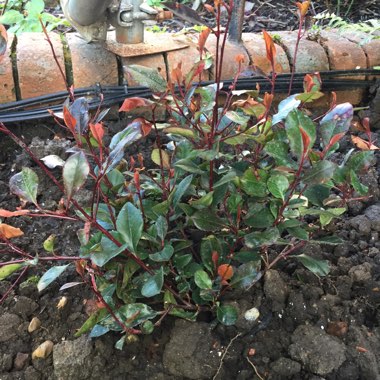 Photinia x fraseri 'Red Robin'