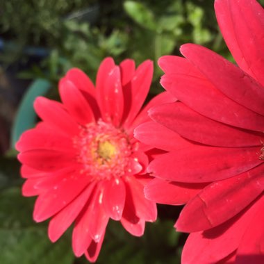 Gerbera 'Sweet Glow'