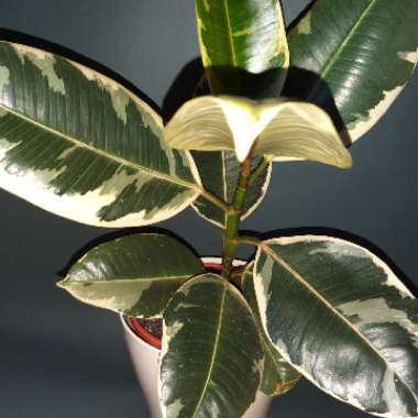 Ficus elastica 'Variegata'