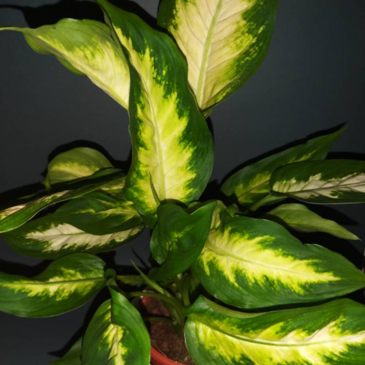 Plant image Dieffenbachia 'Camille'