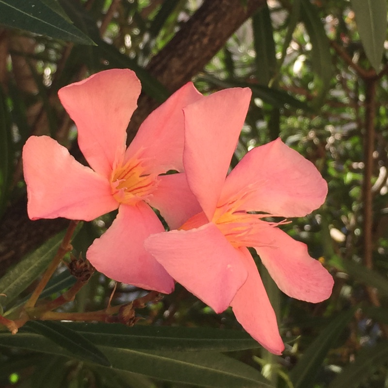 Barney's garden