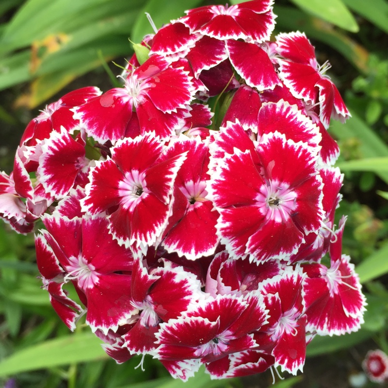 Sweet William 'Persian Carpet'