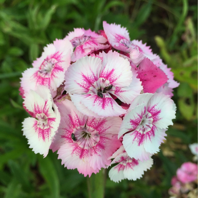 Sweet William 'Persian Carpet'