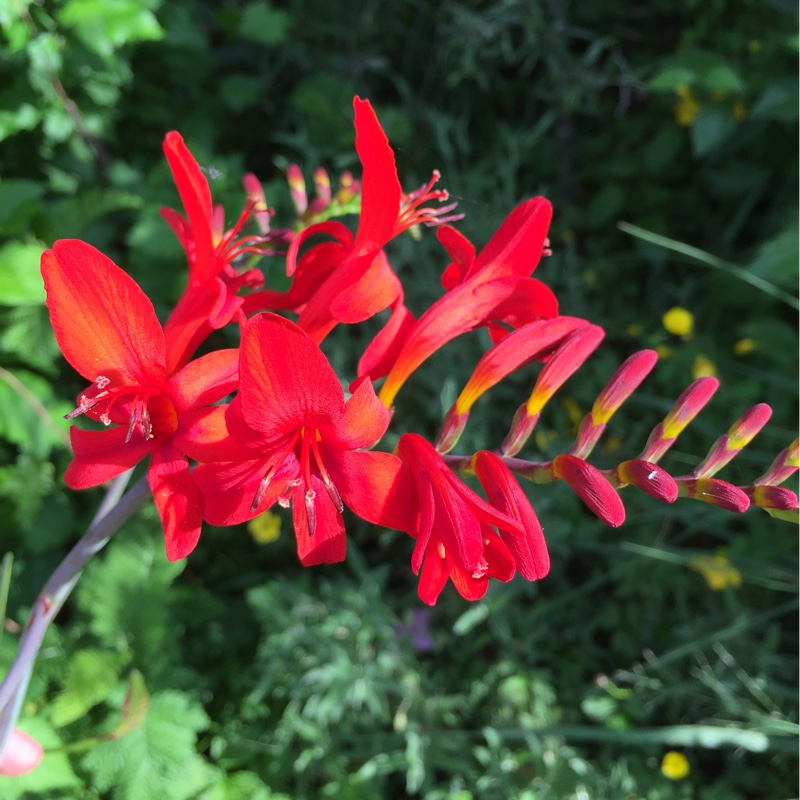 Montbretia 'Lucifer'