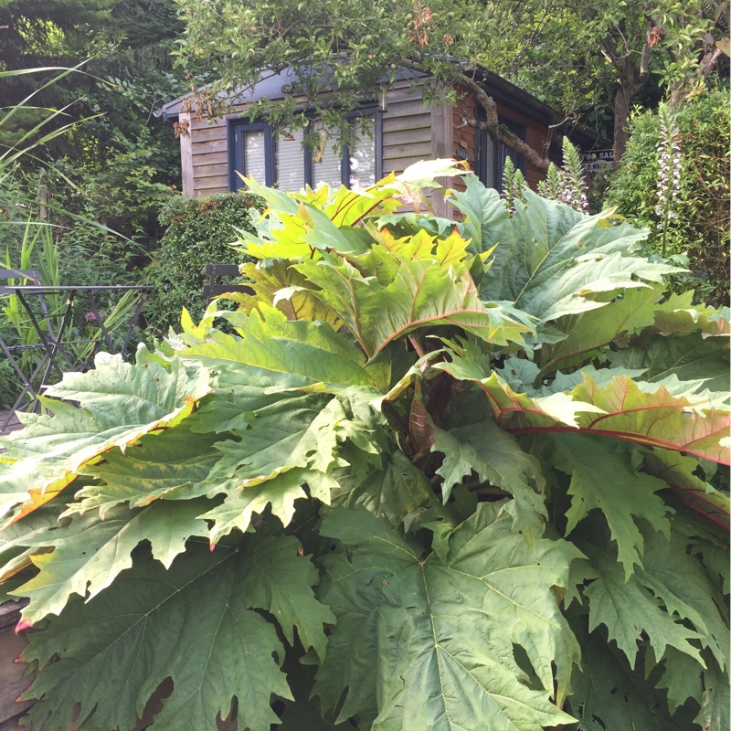 Giant Rhubarb