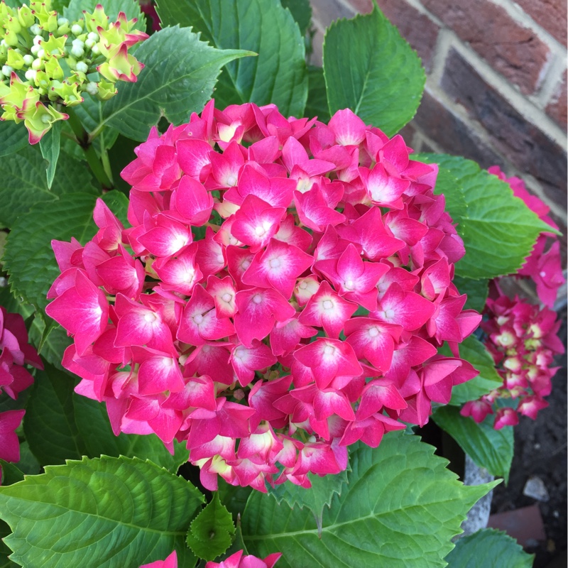 Hydrangea 'Curly Wurly Pink'