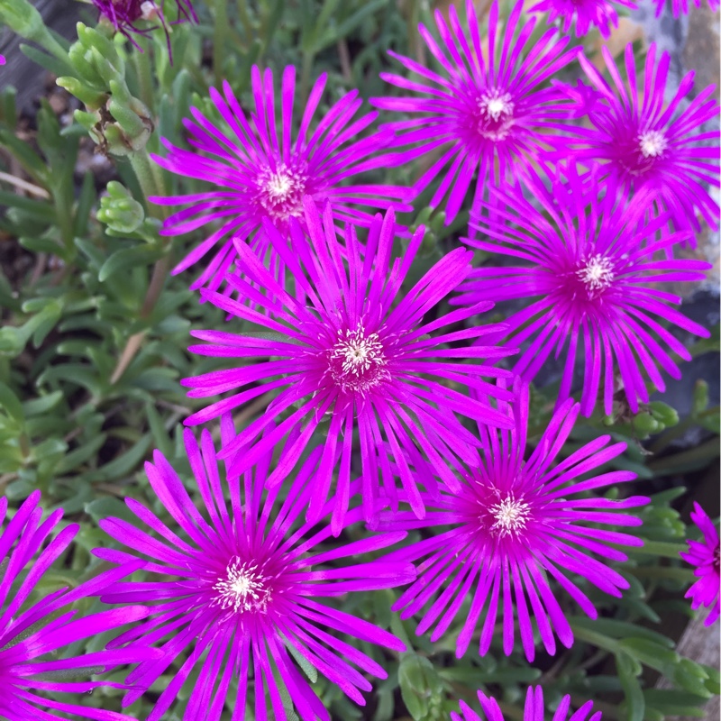 Ice Plant