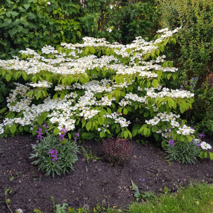 Plant image Viburnum plicatum f. tomentosum 'Shasta'