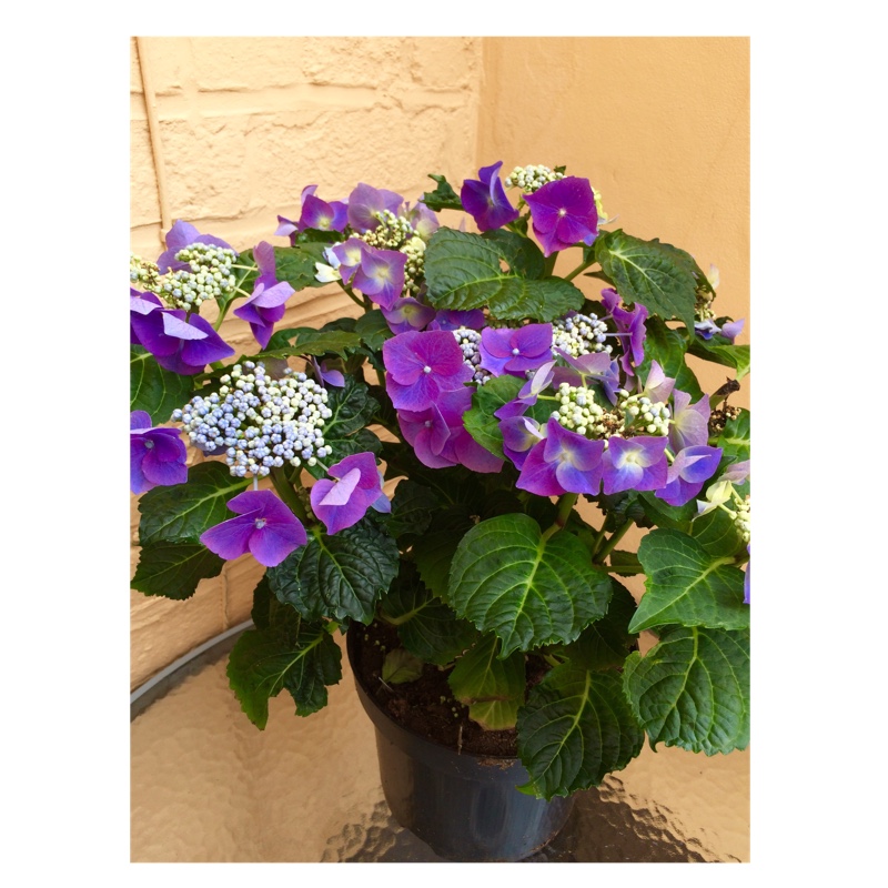 Plant image Hydrangea macrophylla 'Blaumeise'