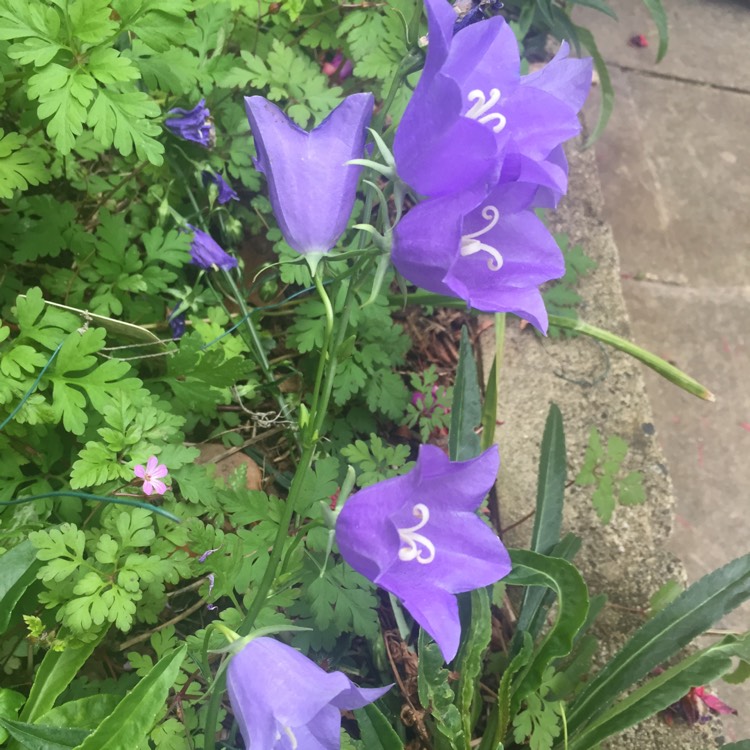 Plant image Campanula rapunculus