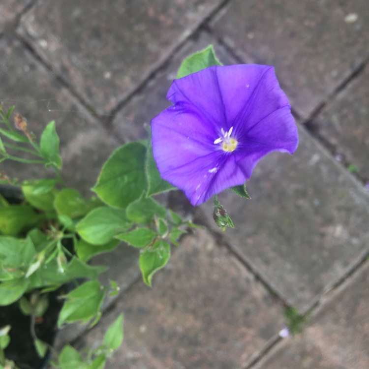 Plant image Convolvulus sabatius 'Fleurie Blue'