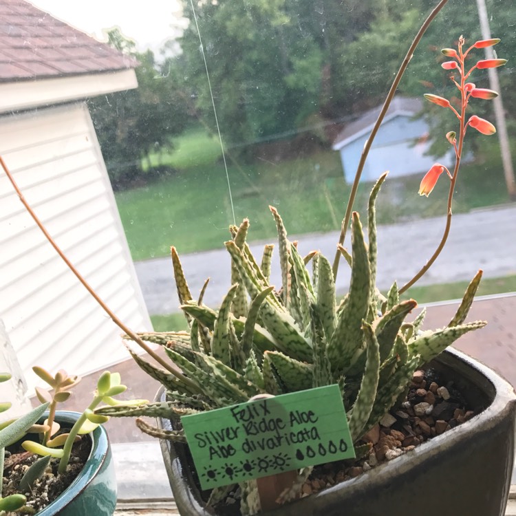 Plant image Aloe 'Guido'