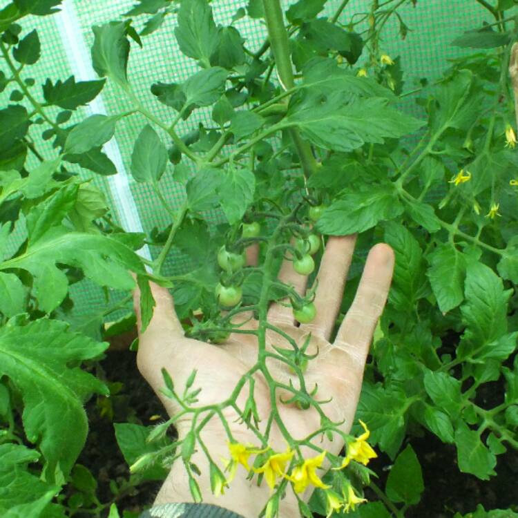 Plant image Solanum Lycopersicum var. cerasiforme 'Cherry Sweet Bite'