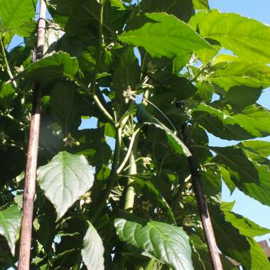 Chilli Pepper 'Bhut Jolokia'