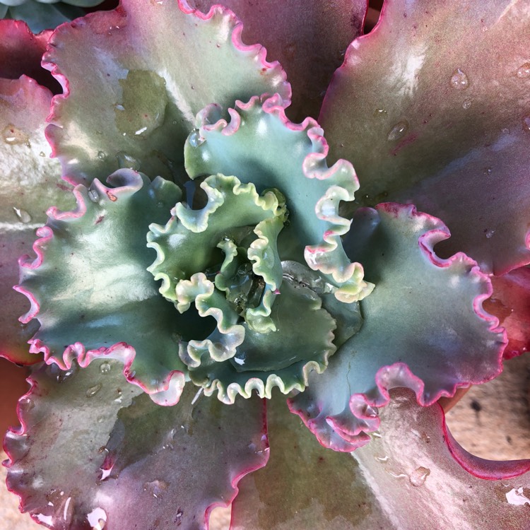 Plant image Echeveria Tutti Frutti