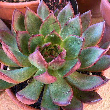 Echeveria 'Benimusume'