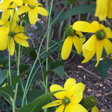 Shiny coneflower