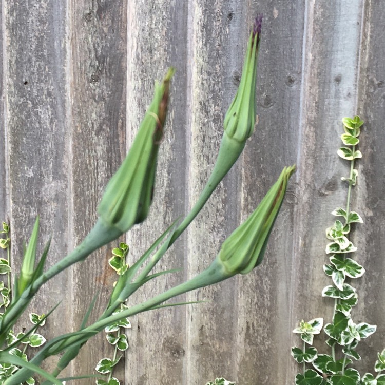 Plant image Tragopogon porrifolius