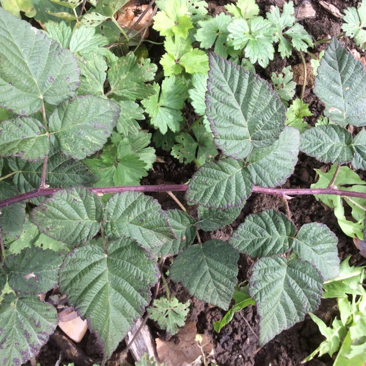 Plant image Rubus fruticosus x ideaus