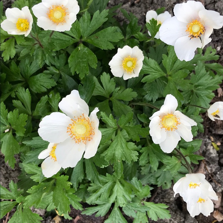 Plant image Anemone sylvestris