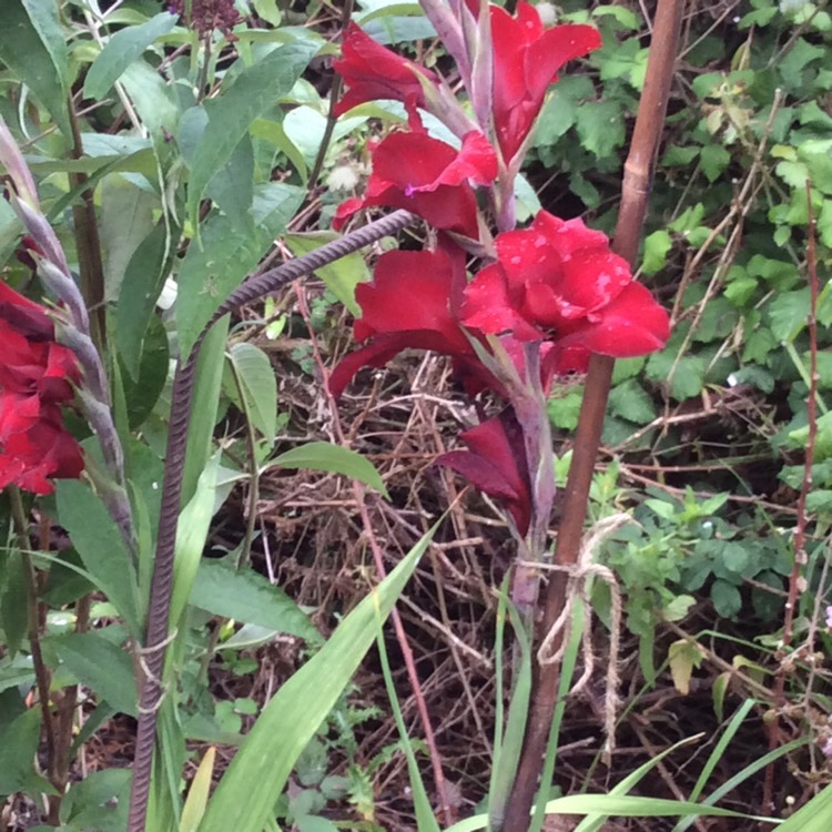 Plant image Gladiolus 'Espresso'