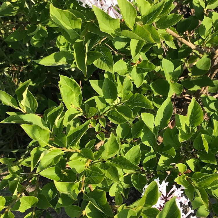 Plant image Syringa pubescens subsp. patula 'Miss Kim'