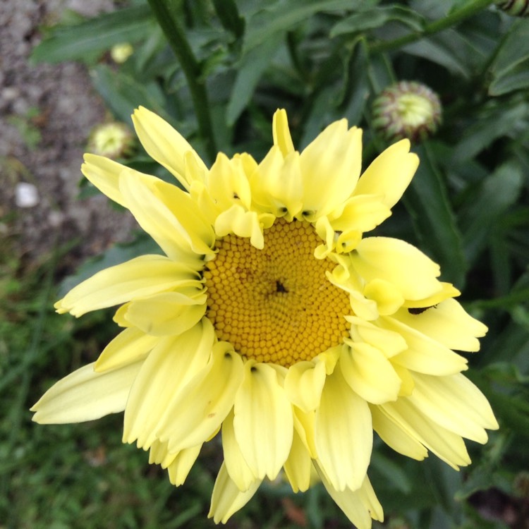 Plant image Leucanthemum x superbum 'Real Dream'