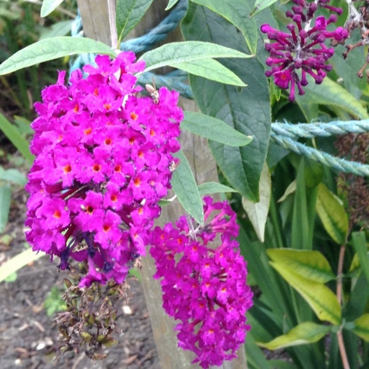 Plant image Buddleja davidii 'Tobudvelve' (Buzz Series) syn. Buddleja davidii 'Buzz Velvet'