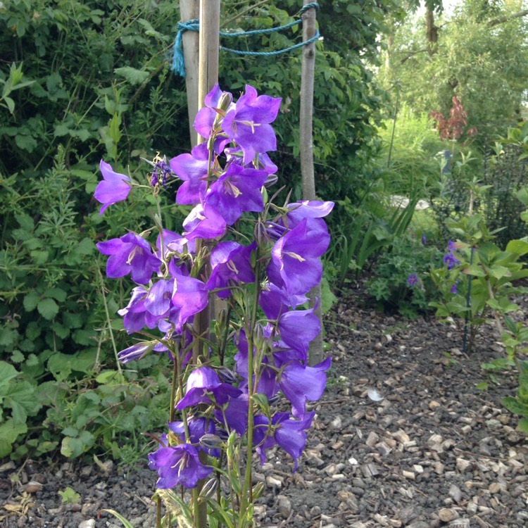 Plant image Campanula cochlearifolia 'Advance Blue'