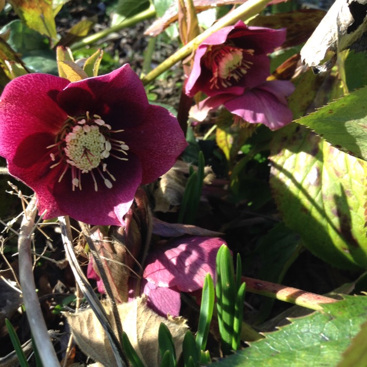 Plant image Helleborus x hybridus 'Red Lady' (Lady Series)