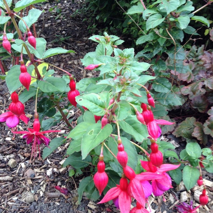 Plant image Fuchsia 'Beacon'