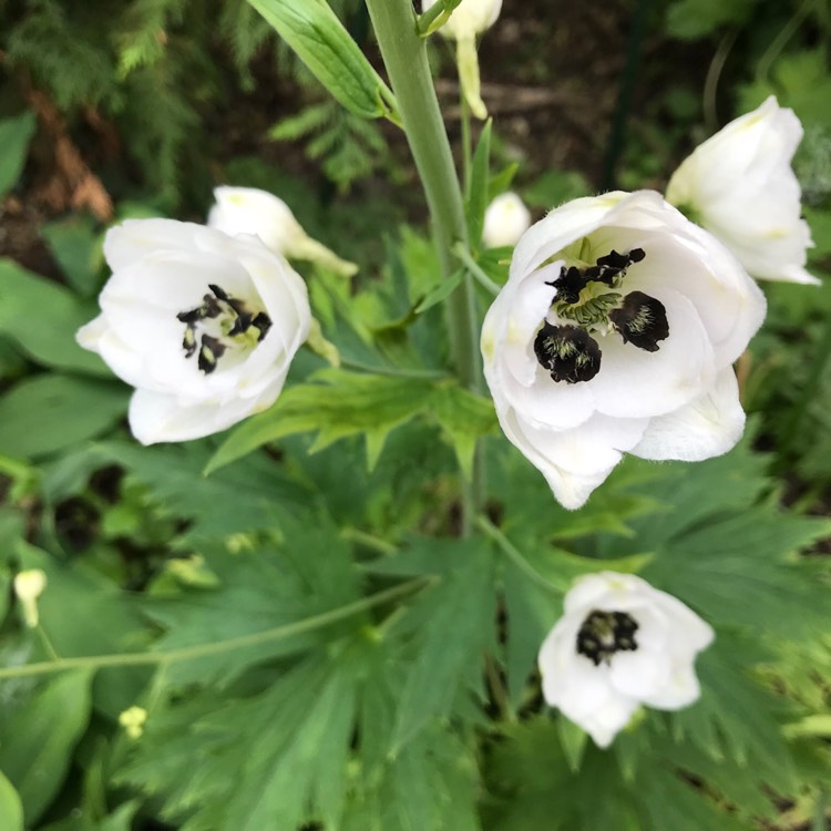 Plant image Delphinium elatum 'Black Eyed Angels'