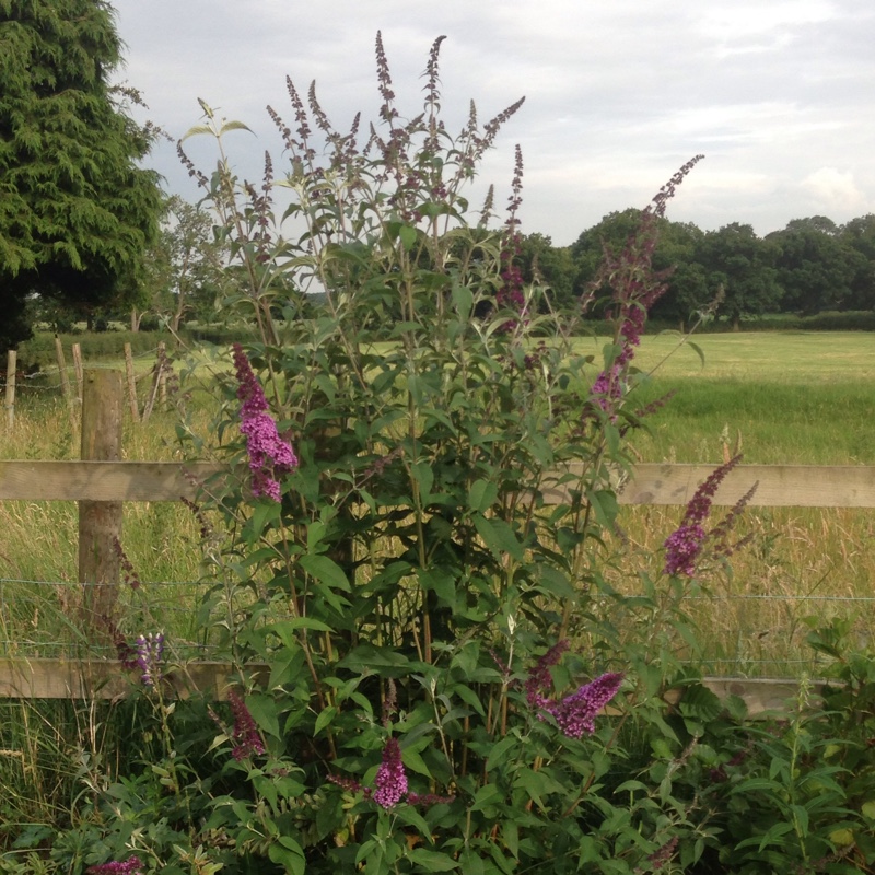 Plant image Buddleja davidii 'Monum' syn. Buddleja davidii 'Nanho Purple'