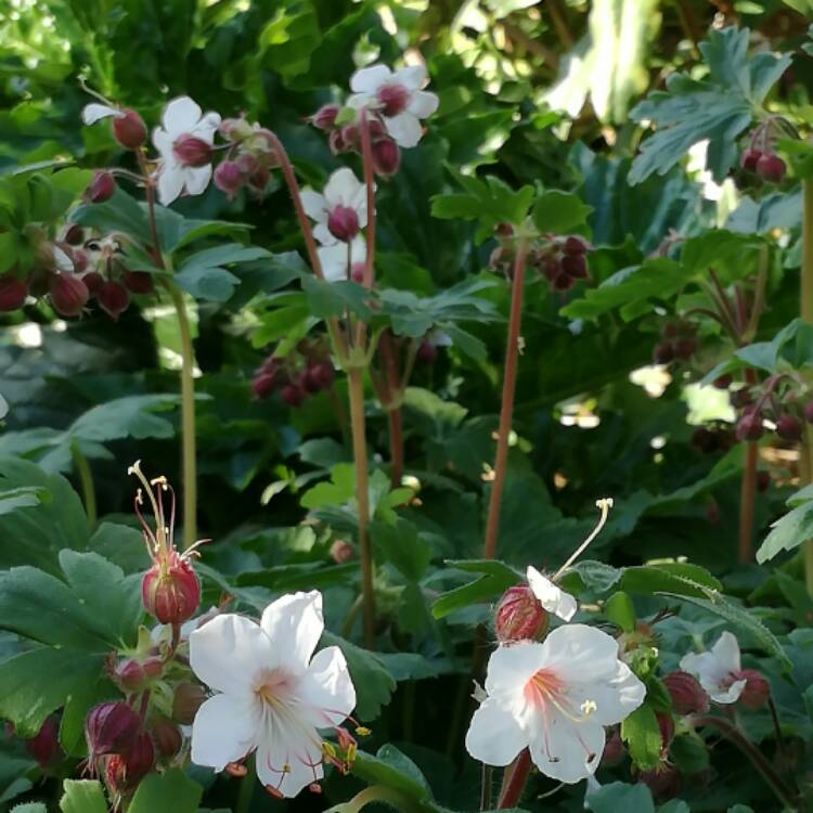 Plant image Geranium pratense var. pratense f. albiflorum 'Laura'