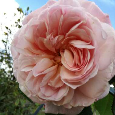 Rosa 'Ausled' syn. Rosa 'A Shropshire Lad'