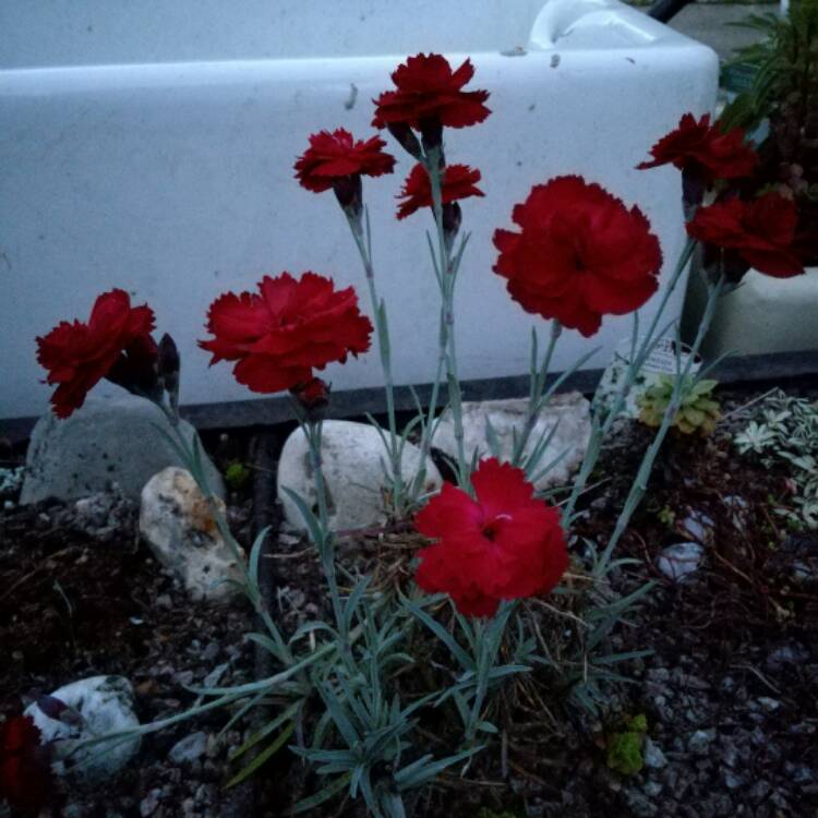 Plant image Dianthus alpinus