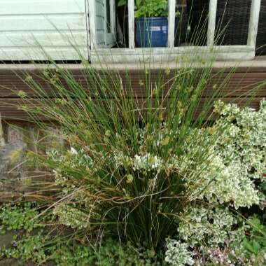 Juncus Maritimus