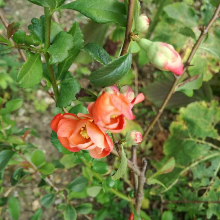 Plant image Chaenomeles