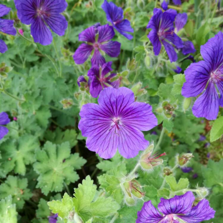 Plant image Geranium himalayense  syn. Geranium grandiflorum