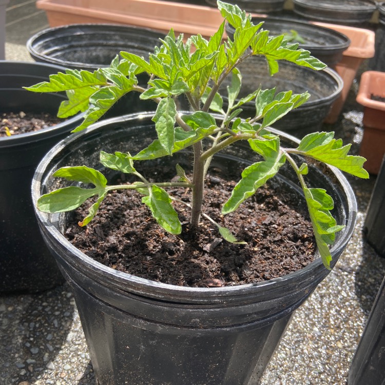 Plant image Solanum Lycopersicum 'Early Girl'