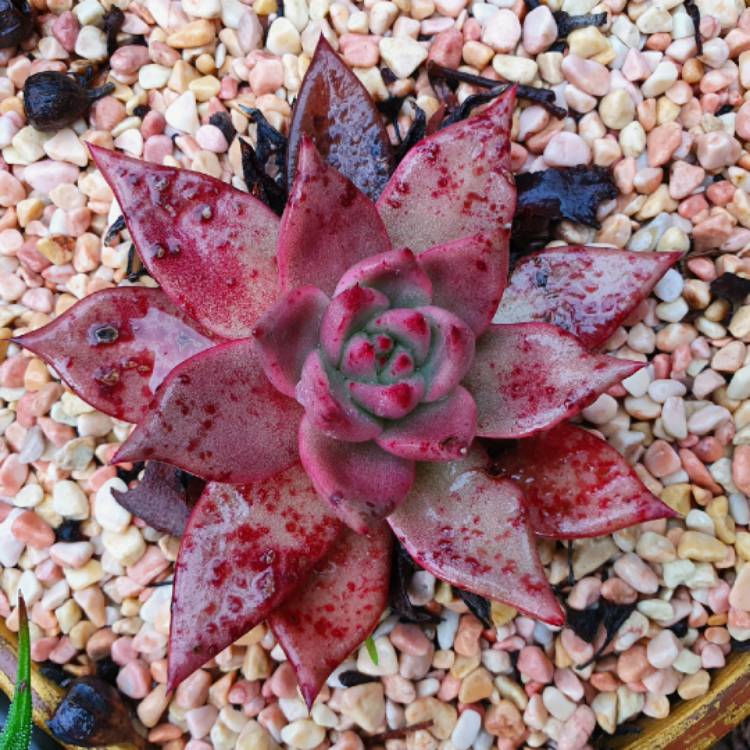 Plant image Echeveria Romeo