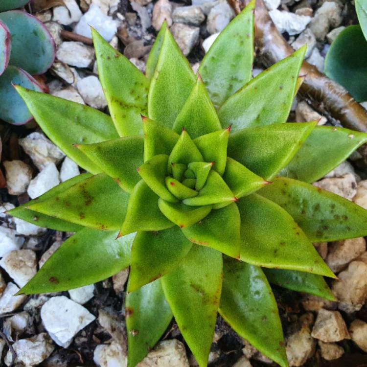 Plant image Echeveria Agavoides 'Lipstick'