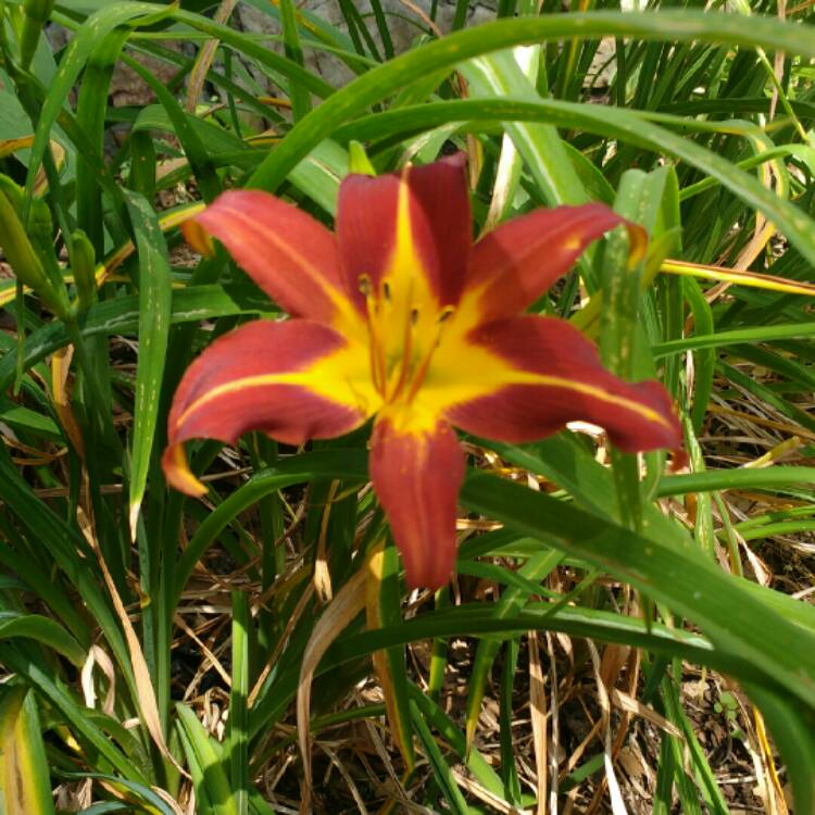 Plant image Hemerocallis 'Autumn Red'