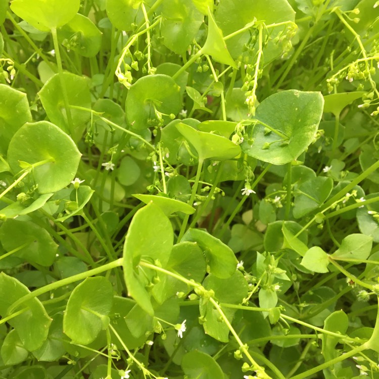 Plant image Claytonia perfoliata